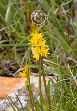 Bog Asphodel 1DM0064
